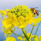 Hypoallergenic Pure Bee Pollen 3.52oz Natural Granules Rich in Amino Acids & Vitamins for Allergy Relief Enhanced Immunity Ideal for Juices Smoothies Latex-Free